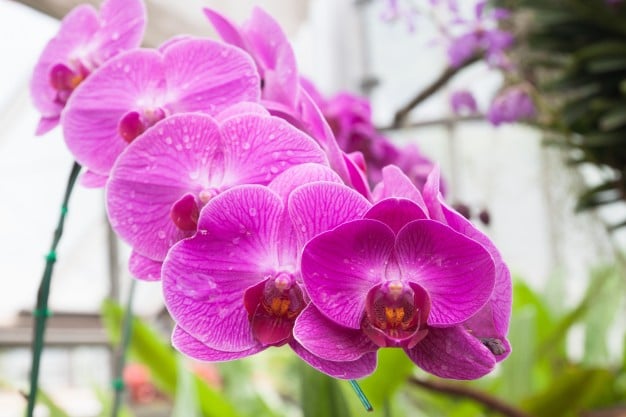 Cuidados com orquídeas: Confira 7 dicas no Blog da Sapucaia