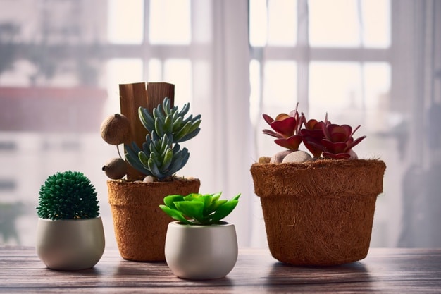 10 plantas que trazem energia positiva para dentro de casa